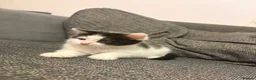 Mixed Breed cats for sale: X 2 male kittens in Warrington - Advert 7