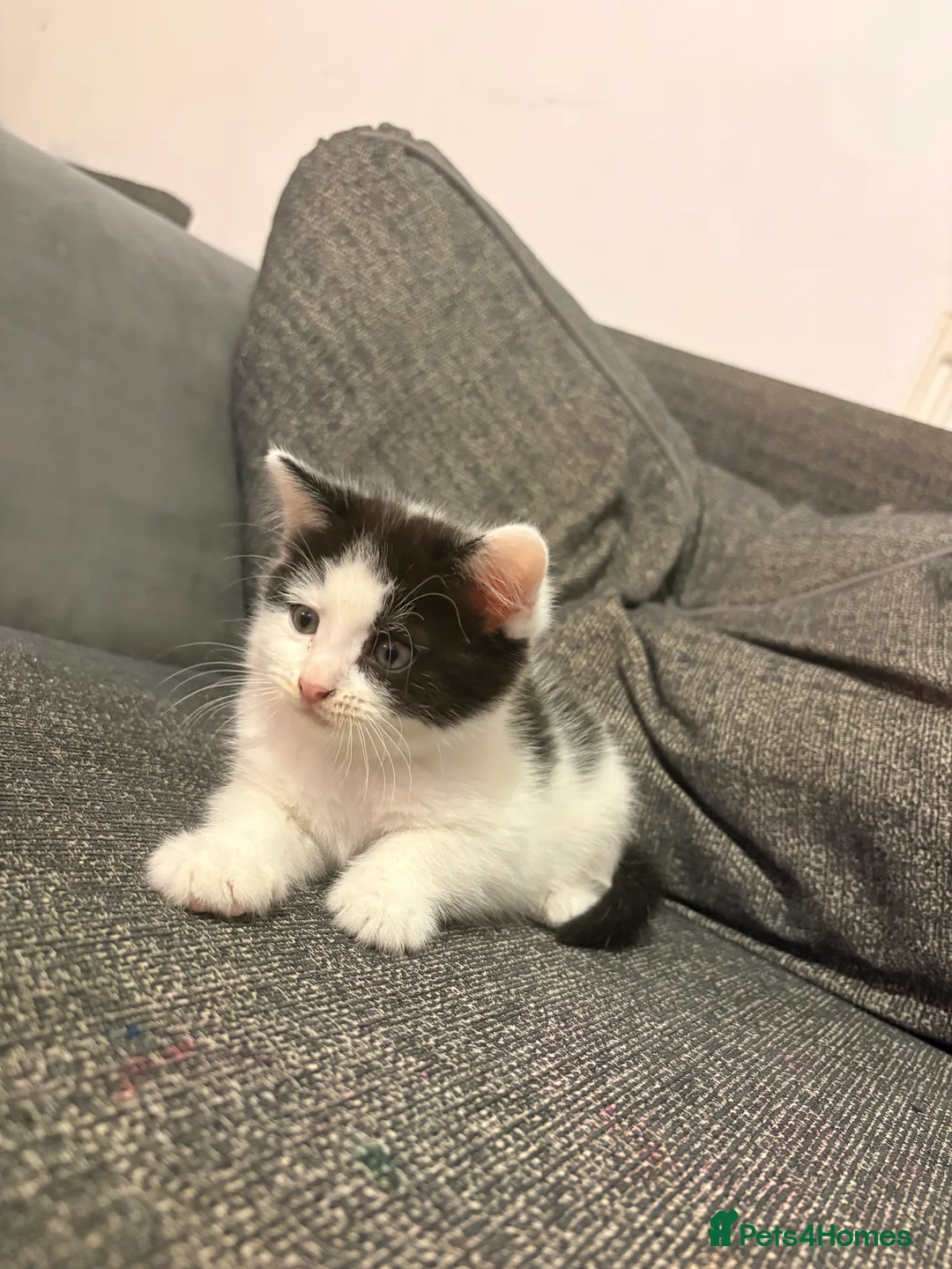 Mixed Breed cats for sale: X 2 male kittens in Warrington - Advert 7