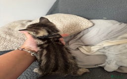 Domestic Shorthair cats for sale: Beautiful babies 😍 - Image 4