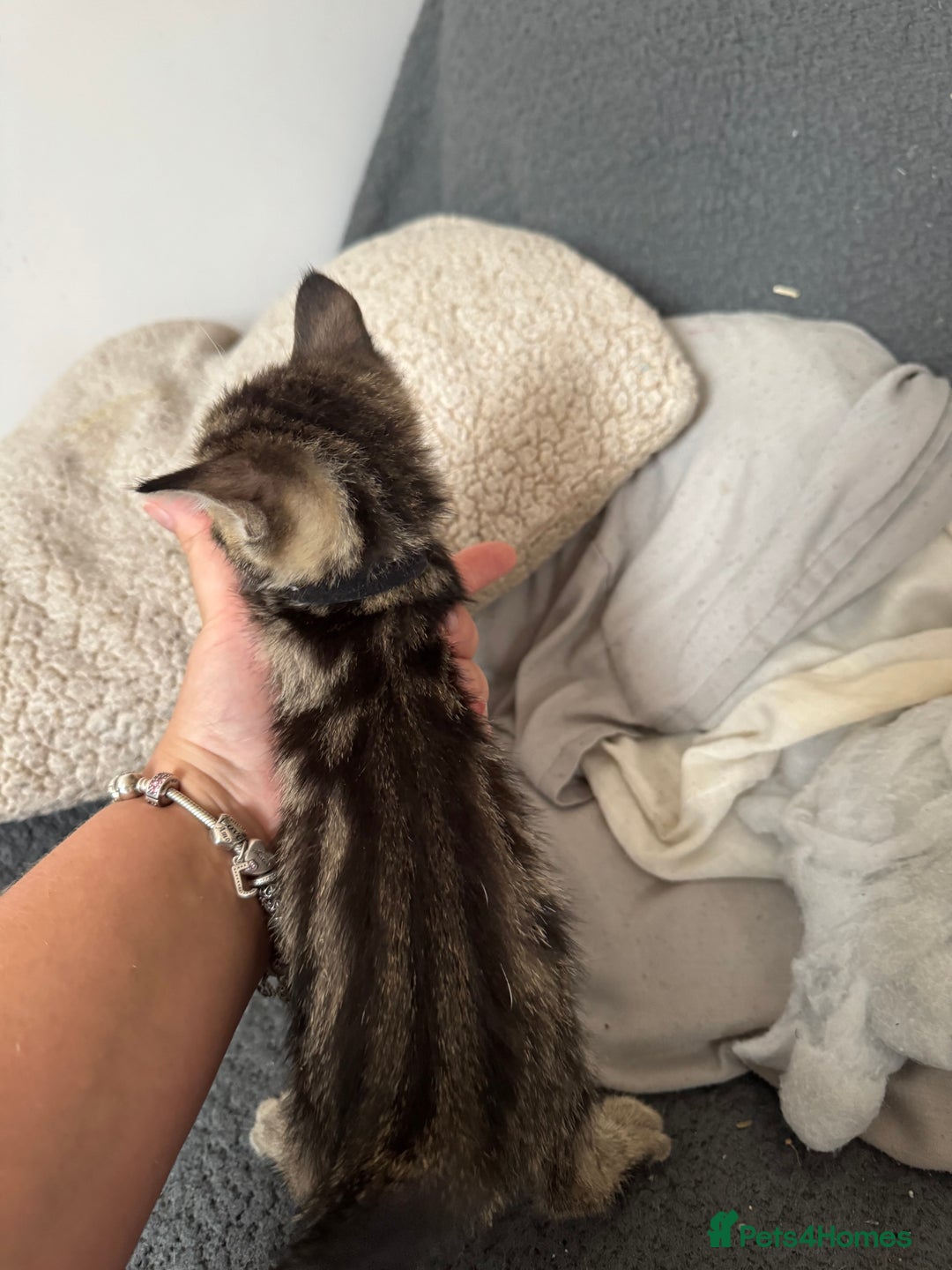 Domestic Shorthair cats for sale: Beautiful babies 😍 - Image 4