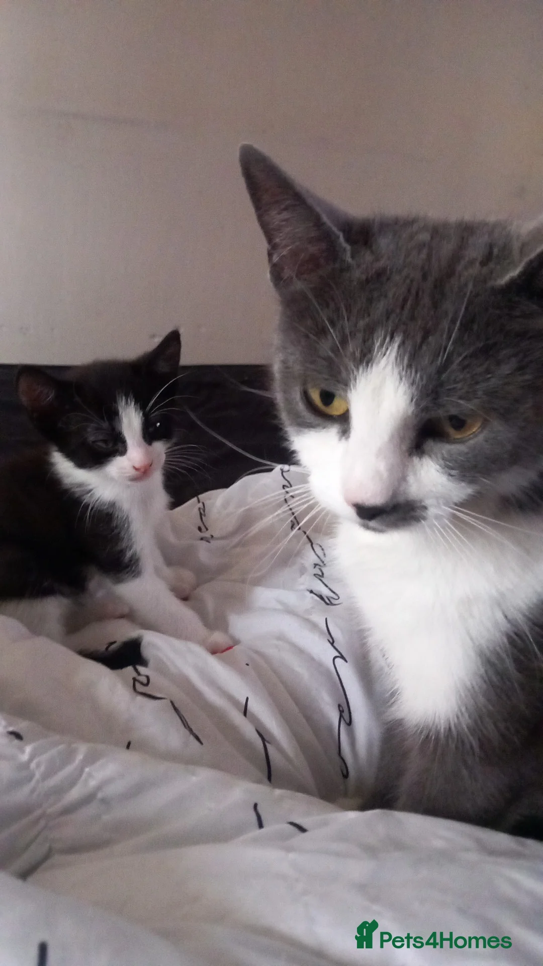 Mixed Breed cats for sale: Male kittens - Advert 2