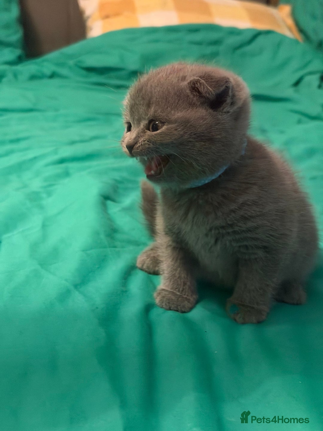 Scottish Fold cats for sale: Scottish fold kittens - Advert 35