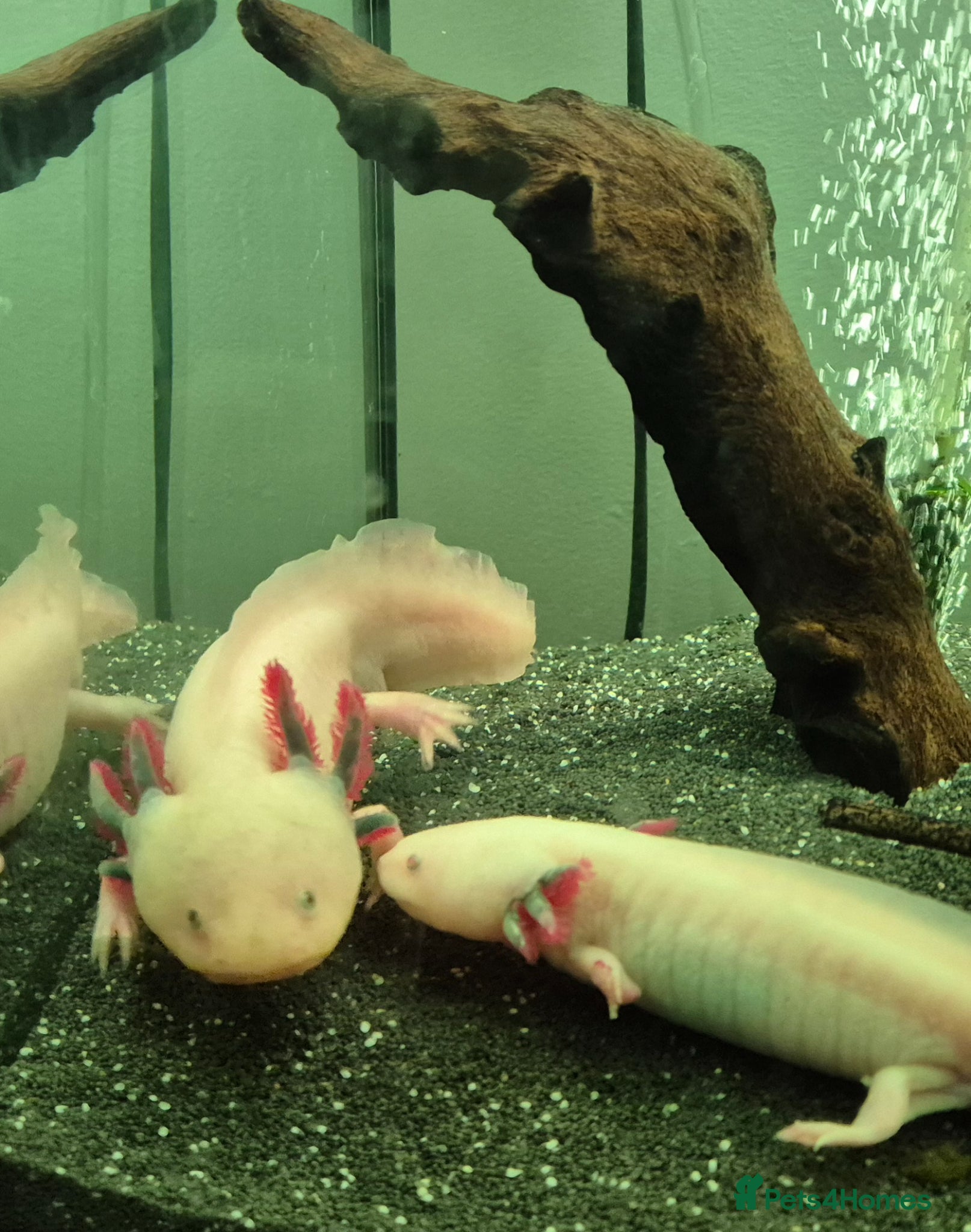 Other/Mixed Breed fish Axolotl  5-6 weeks old - Advert 2