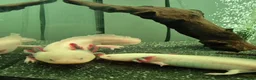 Other/Mixed Breed fish for sale: Lucianic Axolotl Babies – 5–6 Weeks –  Healthy - Advert 2