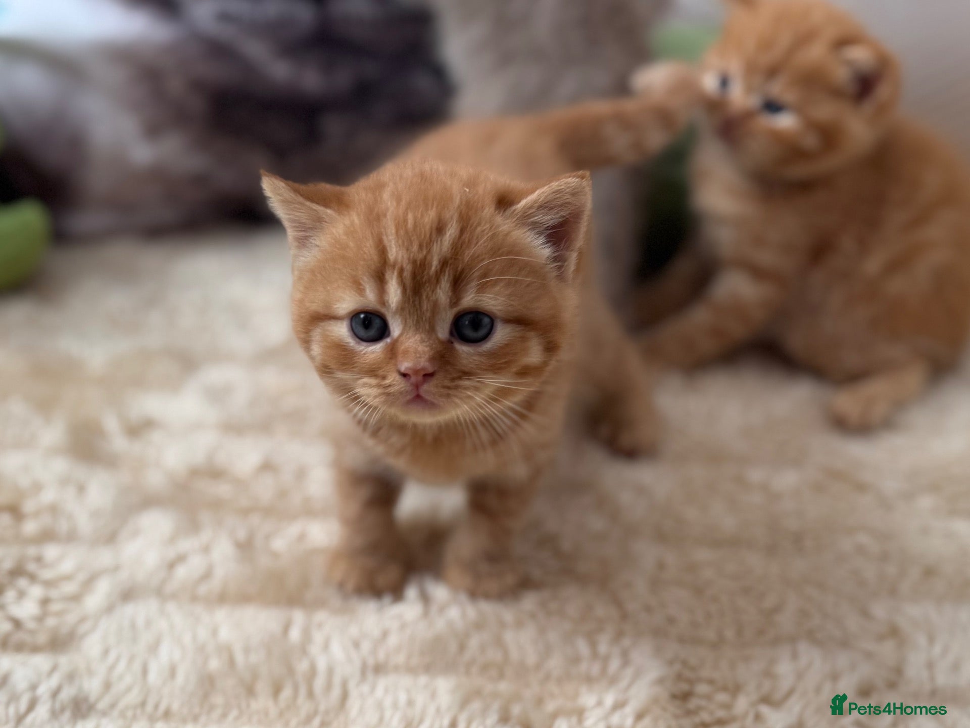 British Shorthair cats 🇬🇧⭐️RED, ❤️LILAC💜 BSH✅ TICA reg, - Advert 2
