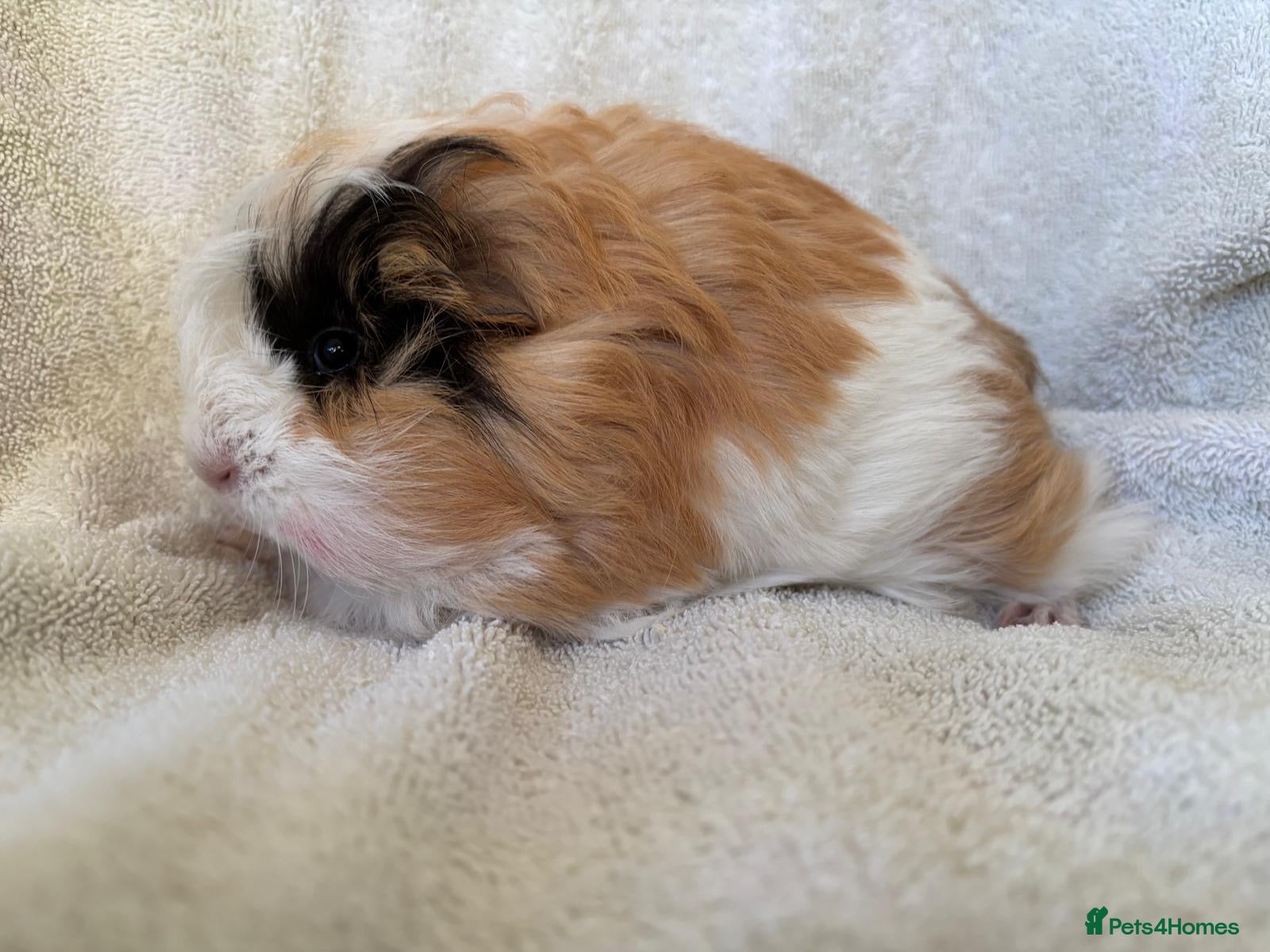 Guinea Pig rodents Young Sheltie Pets - Advert 22