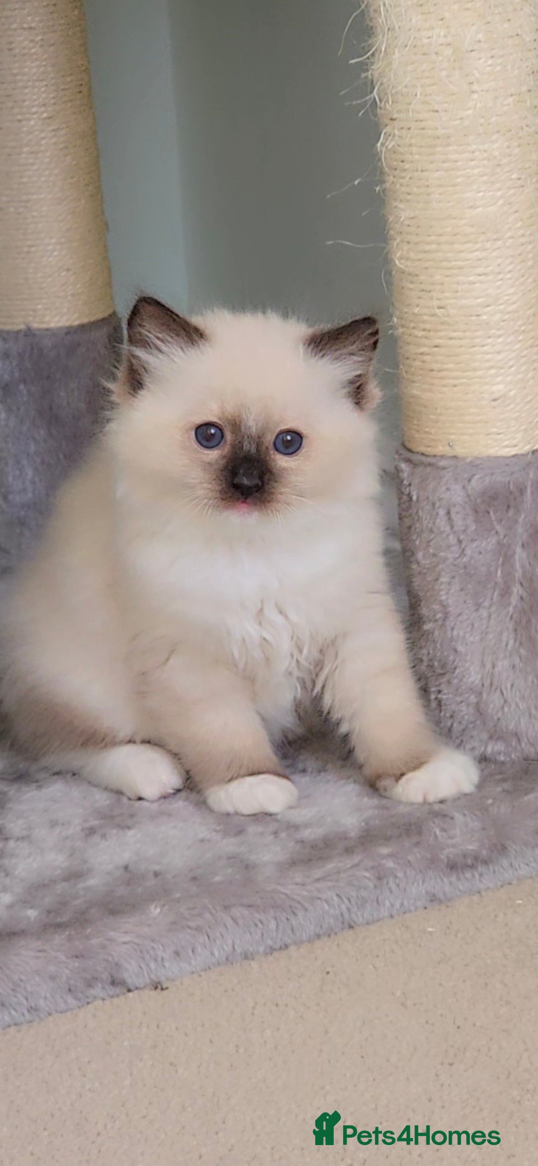 Ragdoll cats for sale: TICA REGISTERED KITTENS/Active - Advert 30