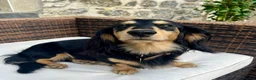 Miniature Dachshund dogs for stud: KC Reg Longhair Dachshunds For Stud - Advert 9