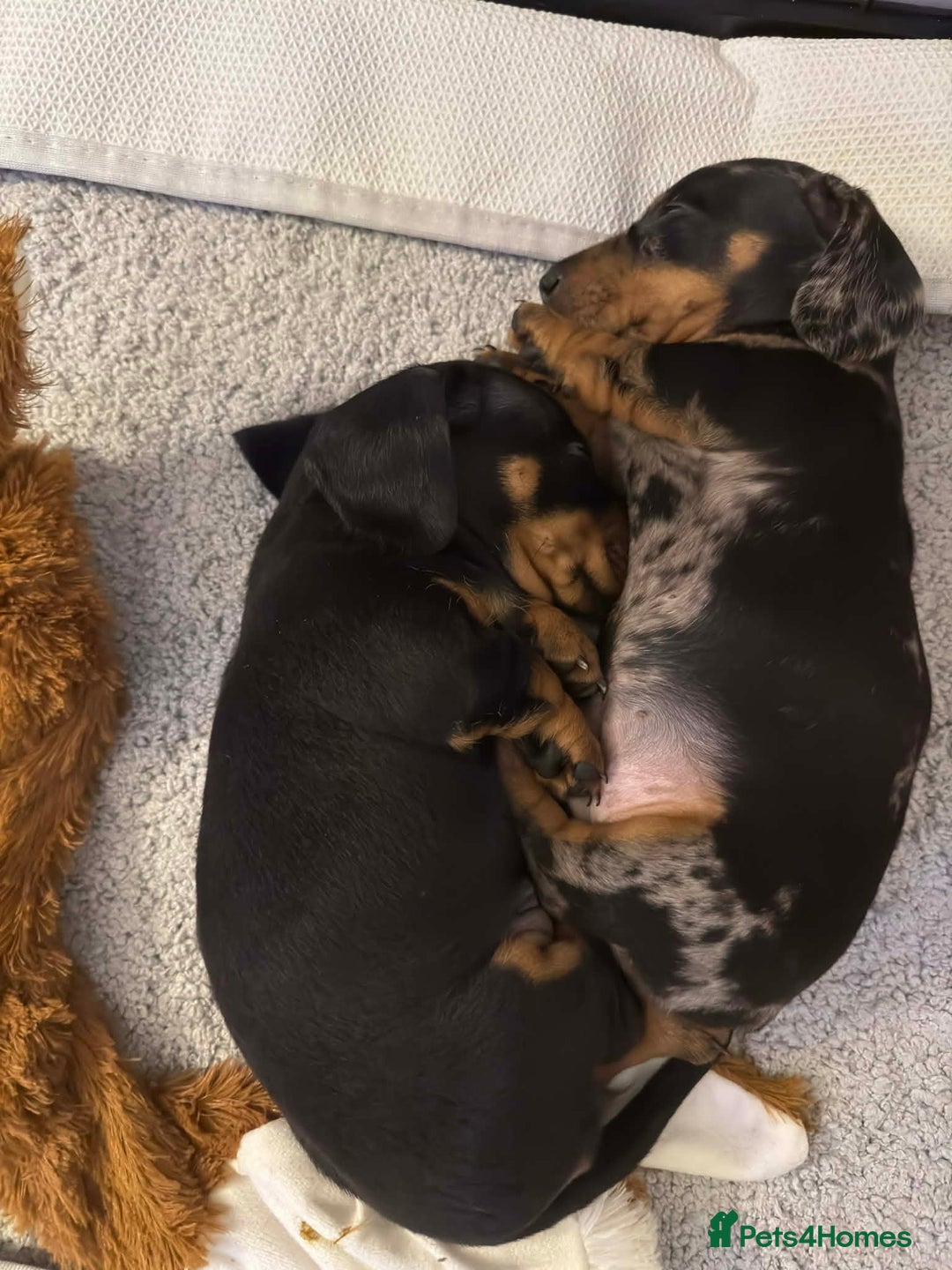 Miniature Dachshund dogs for sale: Kc reg smooth haired miniature dachshund - Advert 11