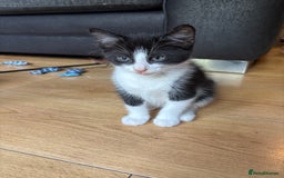 Domestic Shorthair cats for sale: 4 black and white kittens - Image 1