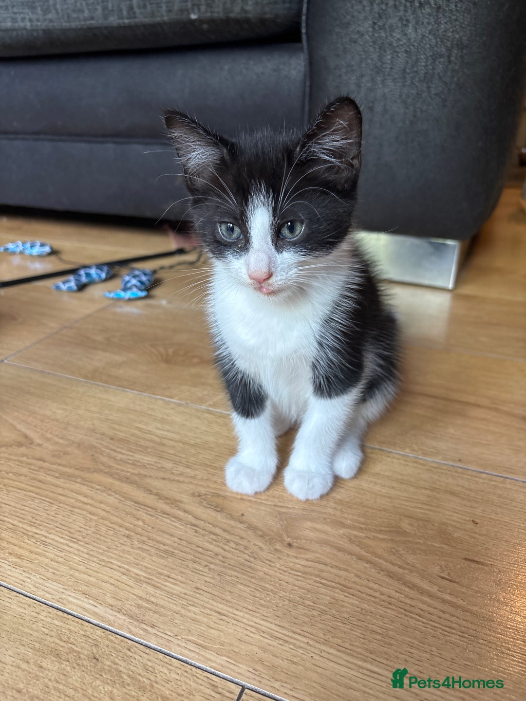 Domestic Shorthair cats for sale: 4 black and white kittens - Image 1