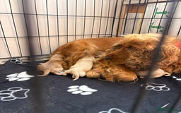 Cocker Spaniel dogs for sale: Show type cocker spaniel  - Image 2