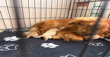 Cocker Spaniel dogs - Advert 13