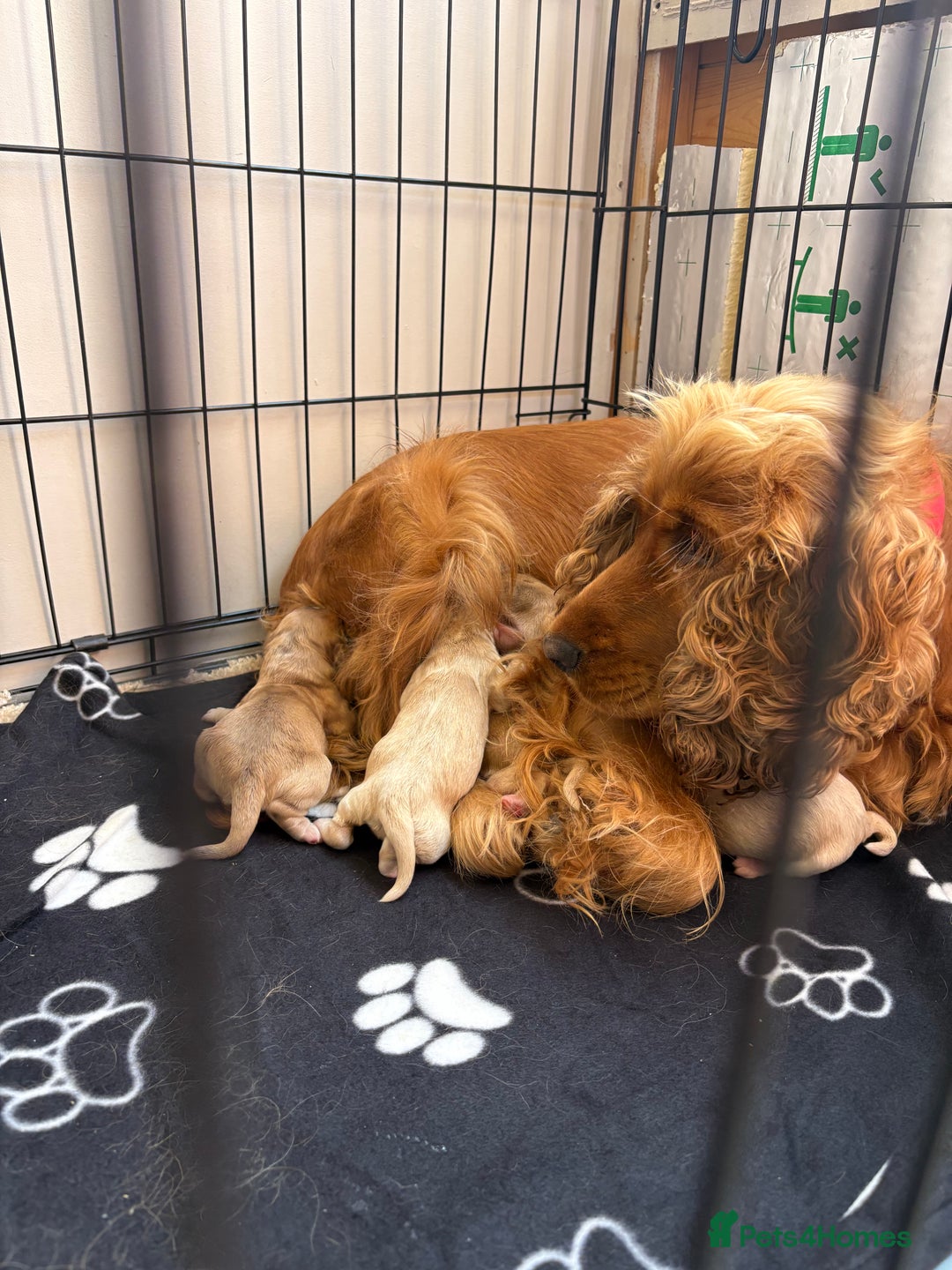 Cocker Spaniel dogs for sale: Show type cocker spaniel  - Image 2