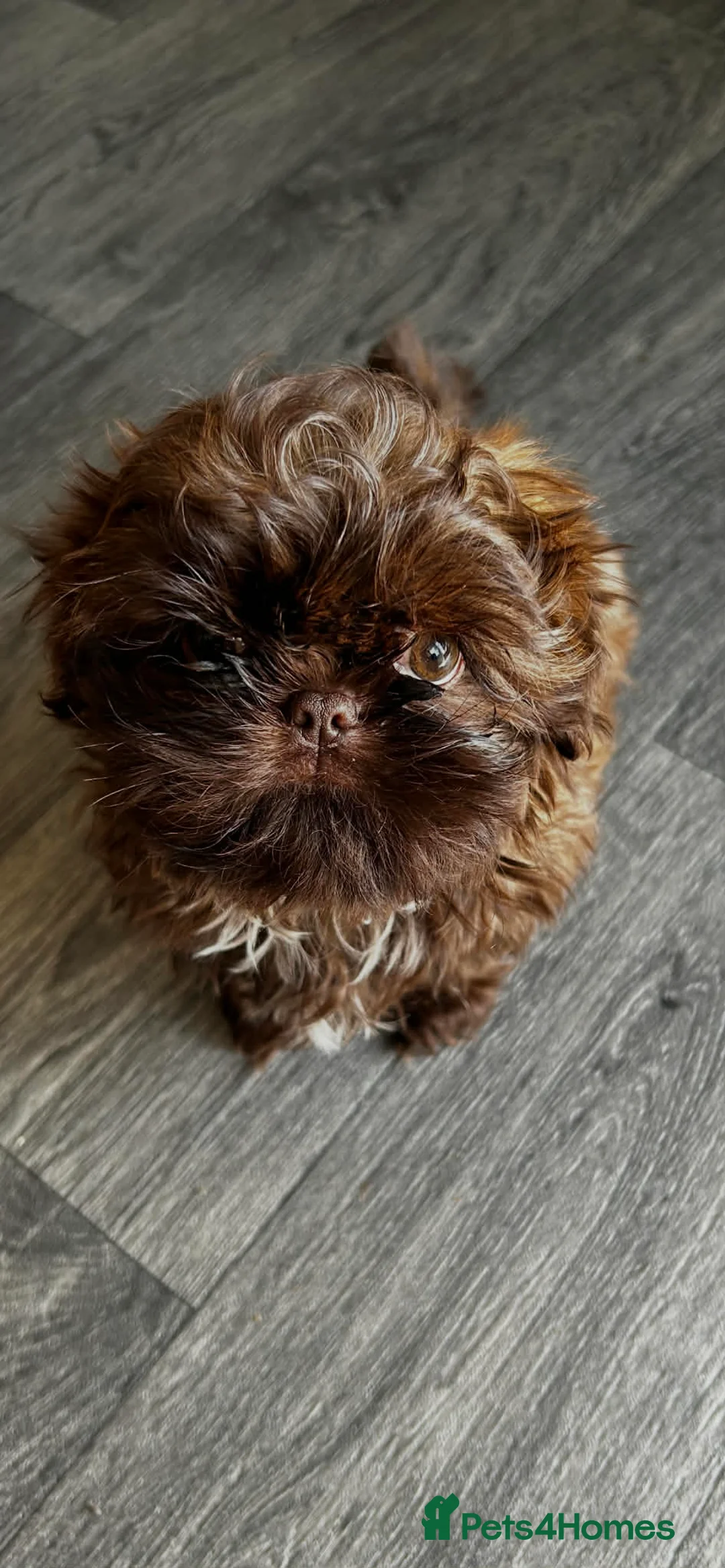 Shih Tzu dogs for sale: Only one KC imperial boy left !  - Advert 8