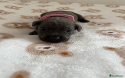 Staffordshire Bull Terrier dogs for sale: Beautiful puppies staffordshire bull terier 🥰 - Image 24