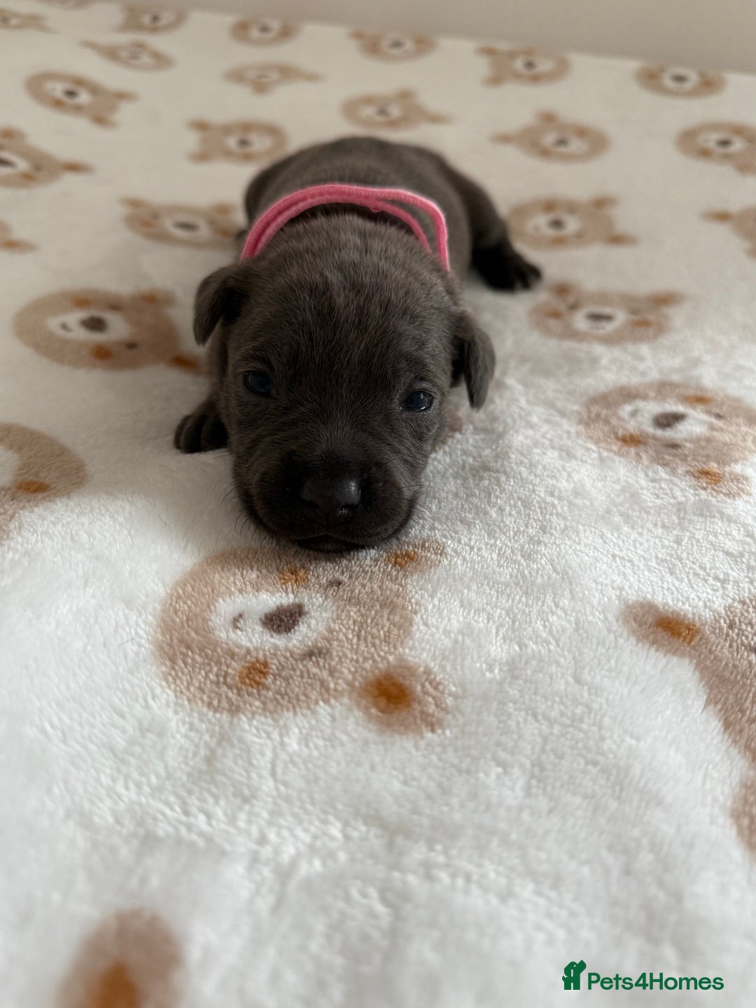 Staffordshire Bull Terrier dogs for sale: Beautiful puppies staffordshire bull terier 🥰 - Image 24