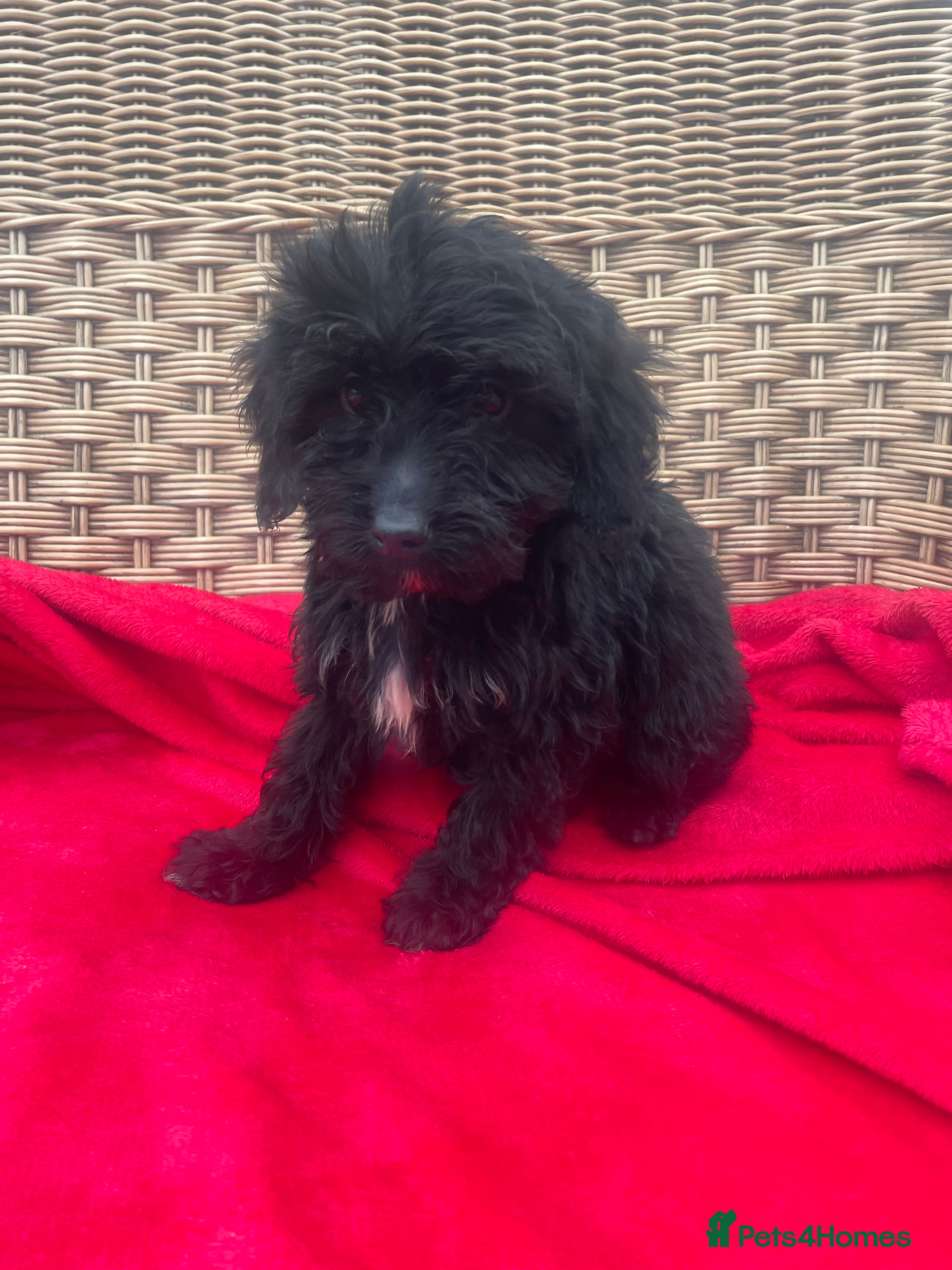 Cockapoo dogs F1 cockapoo puppies for sale - Advert 17