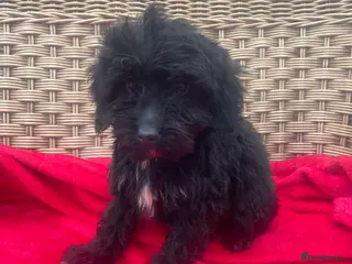 Cockapoo dogs F1 cockapoo puppies for sale - Advert 17