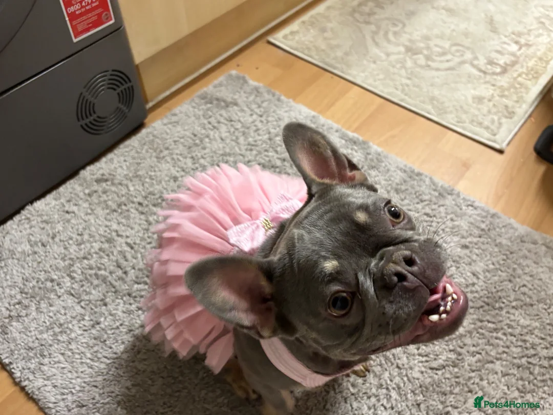 French Bulldog dogs for sale: French bulldog Princess - Advert 5