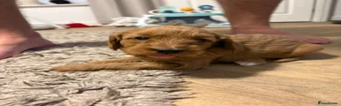 Mini Goldendoodle 5