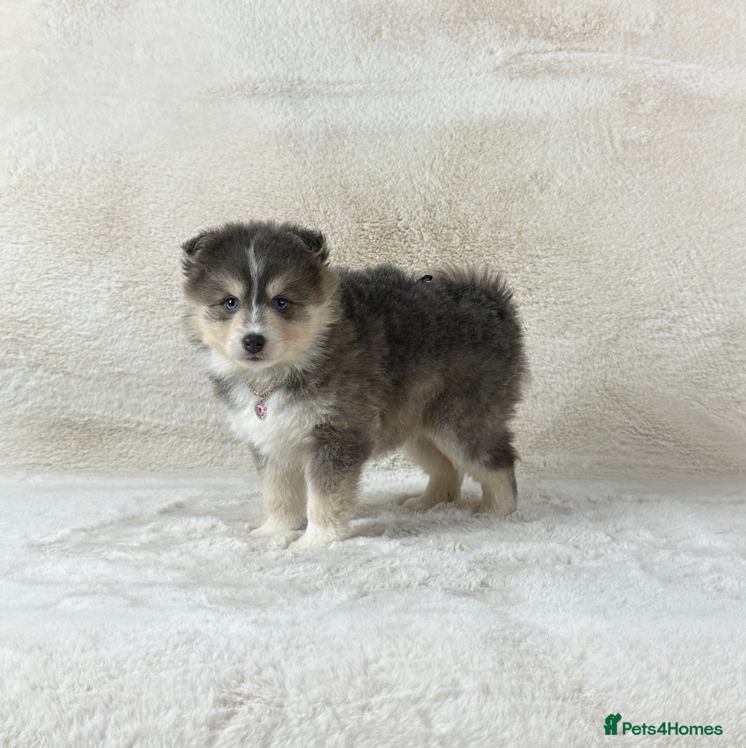Pomsky dogs for sale: Stunning blue eyes f3 Pomsky puppies for sale - Advert 16