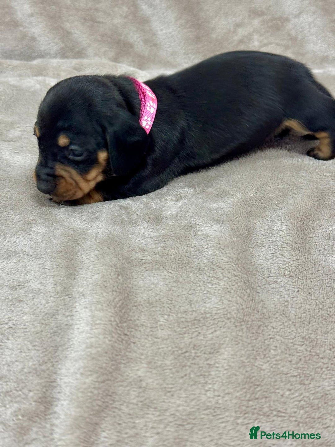 Miniature Dachshund dogs for sale: Beautiful miniature dachshund litter - Advert 14