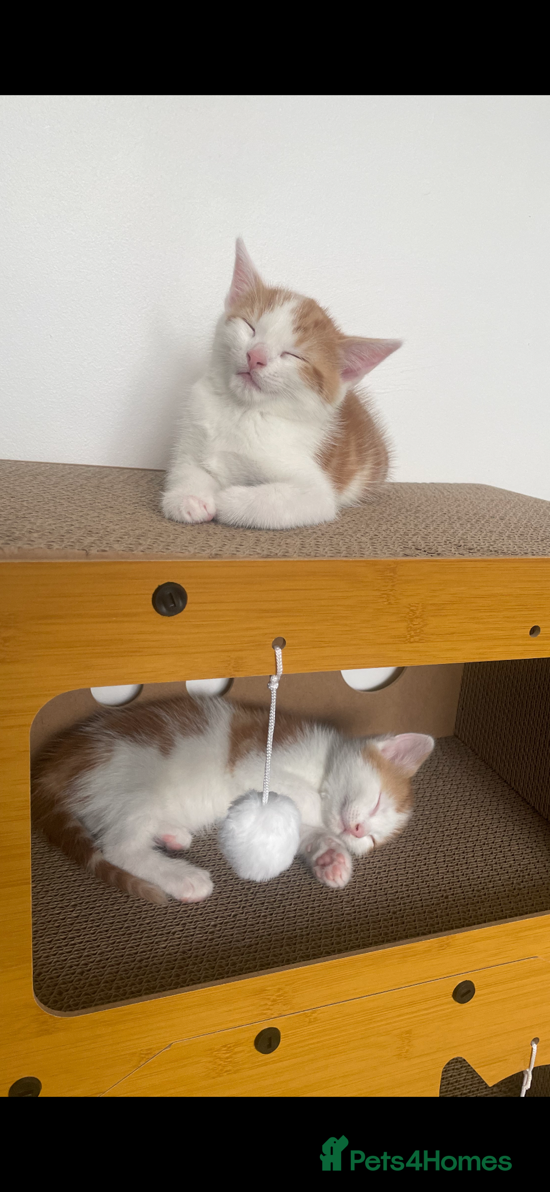 Mixed Breed cats for sale: Beautiful ginger and white kittens - Image 2
