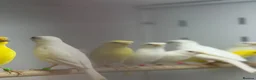 Canaries birds for sale: Rylander canaries - Advert 2
