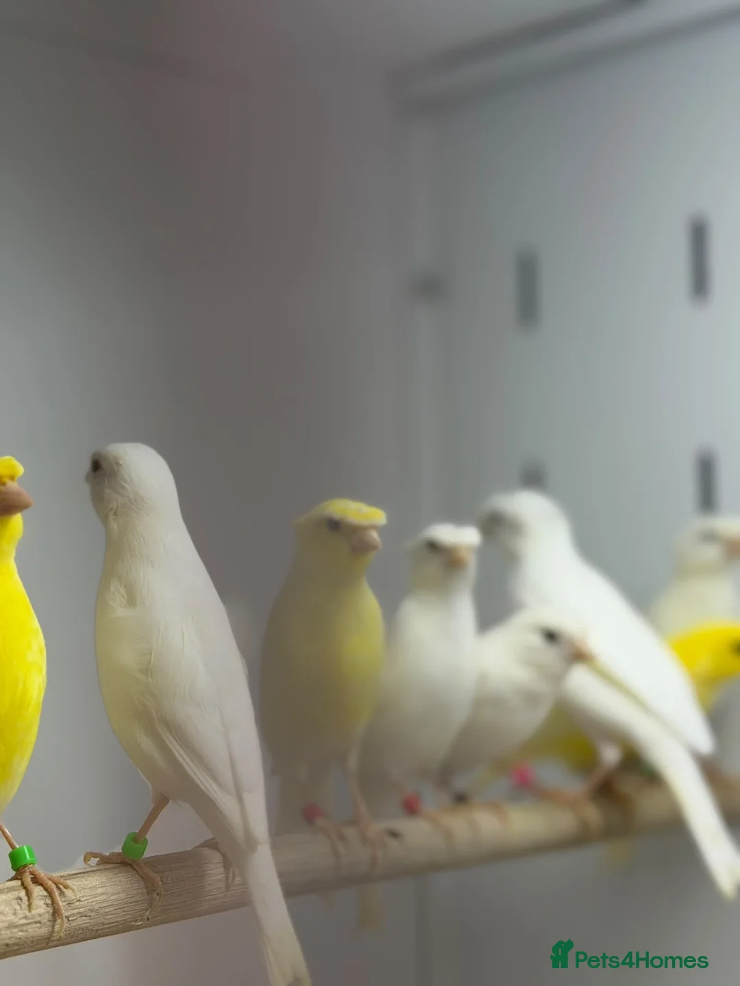 Canaries birds for sale: Rylander canaries - Advert 2