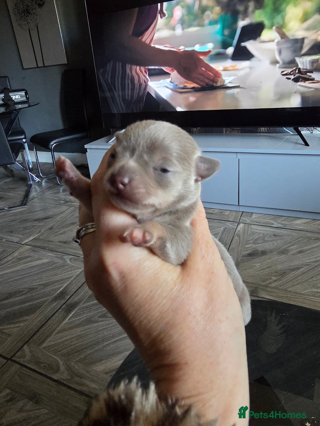 Chihuahua dogs for sale: Chihuahua blue boy - Image 10