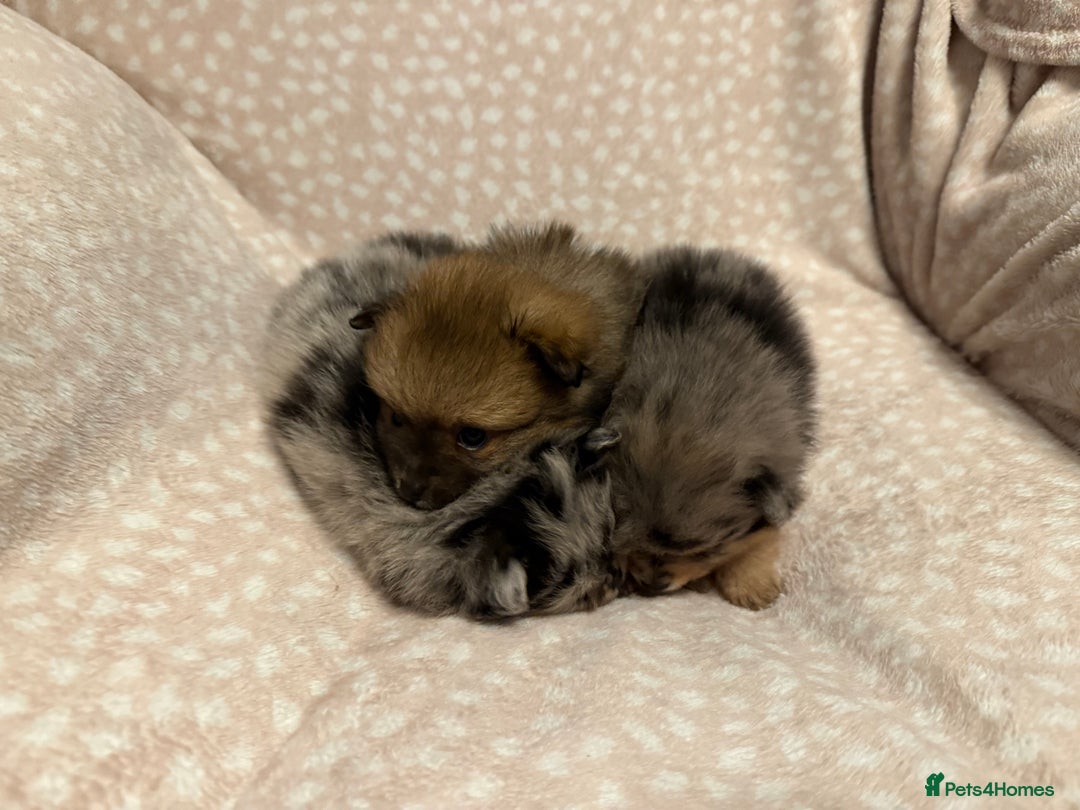 Pomeranian dogs for sale: Adorable Pomeranian Puppies 💙🩷💙 - Advert 4