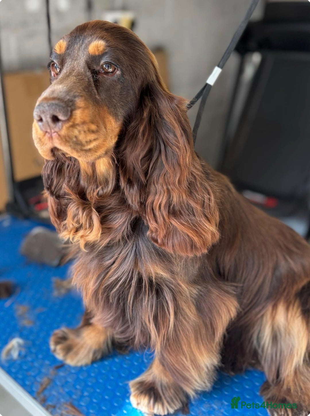 Cocker Spaniel dogs for sale: Top Quality KC Registered Show Cocker Spaniels - Image 9