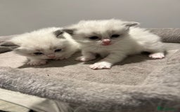 Ragdoll cats for sale: Pure Breed bi colour blue Ragdoll Kittens - Image 10