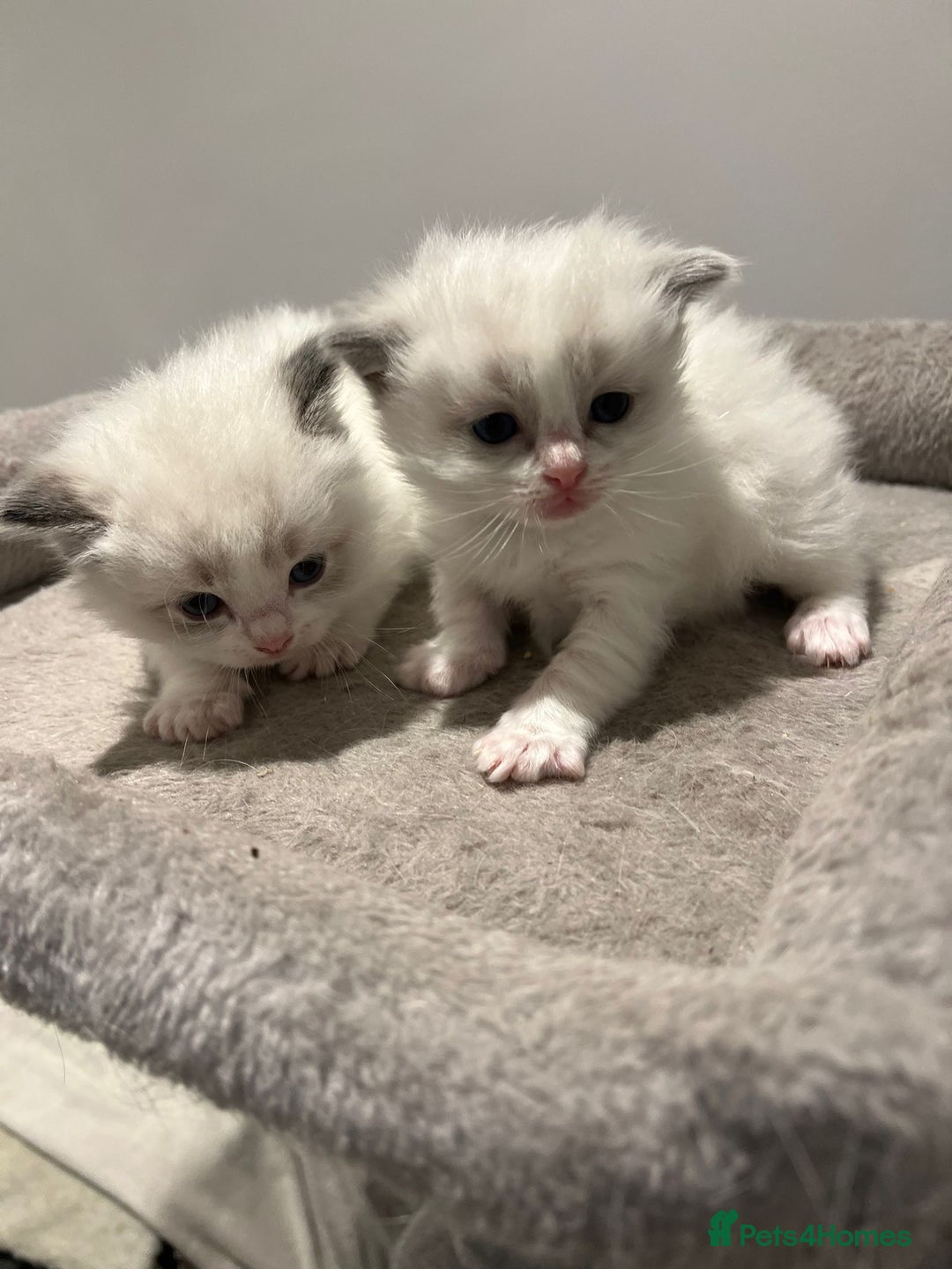 Ragdoll cats for sale: Pure Breed bi colour blue Ragdoll Kittens - Image 10