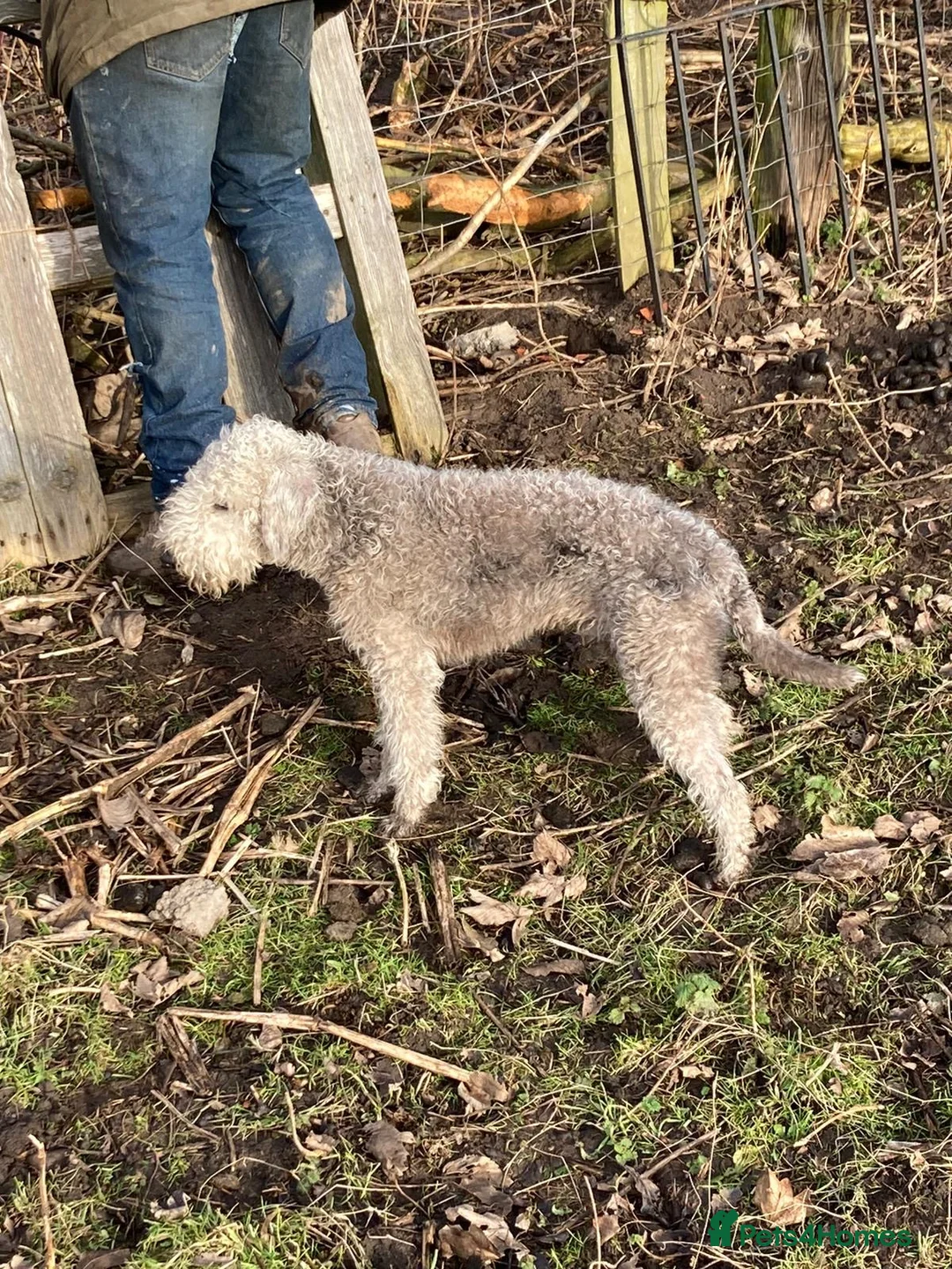 Mixed Breed dogs for sale: Bedlington terrier/collie whippet mix  - Advert 4