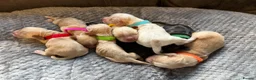 Cocker Spaniel dogs for sale: KC Reg HC beautiful Show Cocker Spaniels Puppies - Advert 11