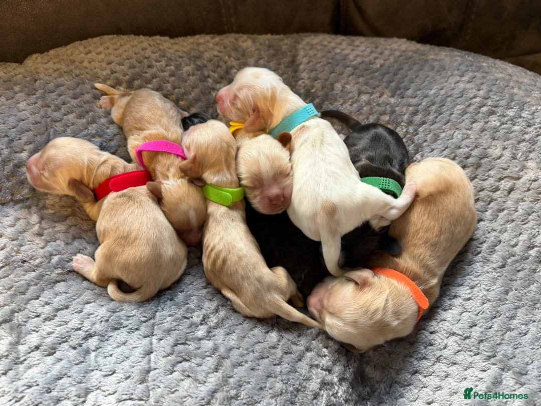 Cocker Spaniel dogs for sale: KC Reg HC beautiful Show Cocker Spaniels Puppies - Advert 11