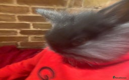 Dwarf Lop rabbits for sale: Dwraf Buinnes for Sale  - Advert 17
