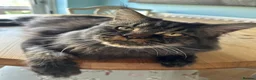 Maine Coon cats for sale: Mainecoon Kittens, ready 08/28! - Advert 3