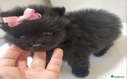 Pomeranian dogs for sale: Beautiful litter xxsmall teddy bear poms  - Image 24