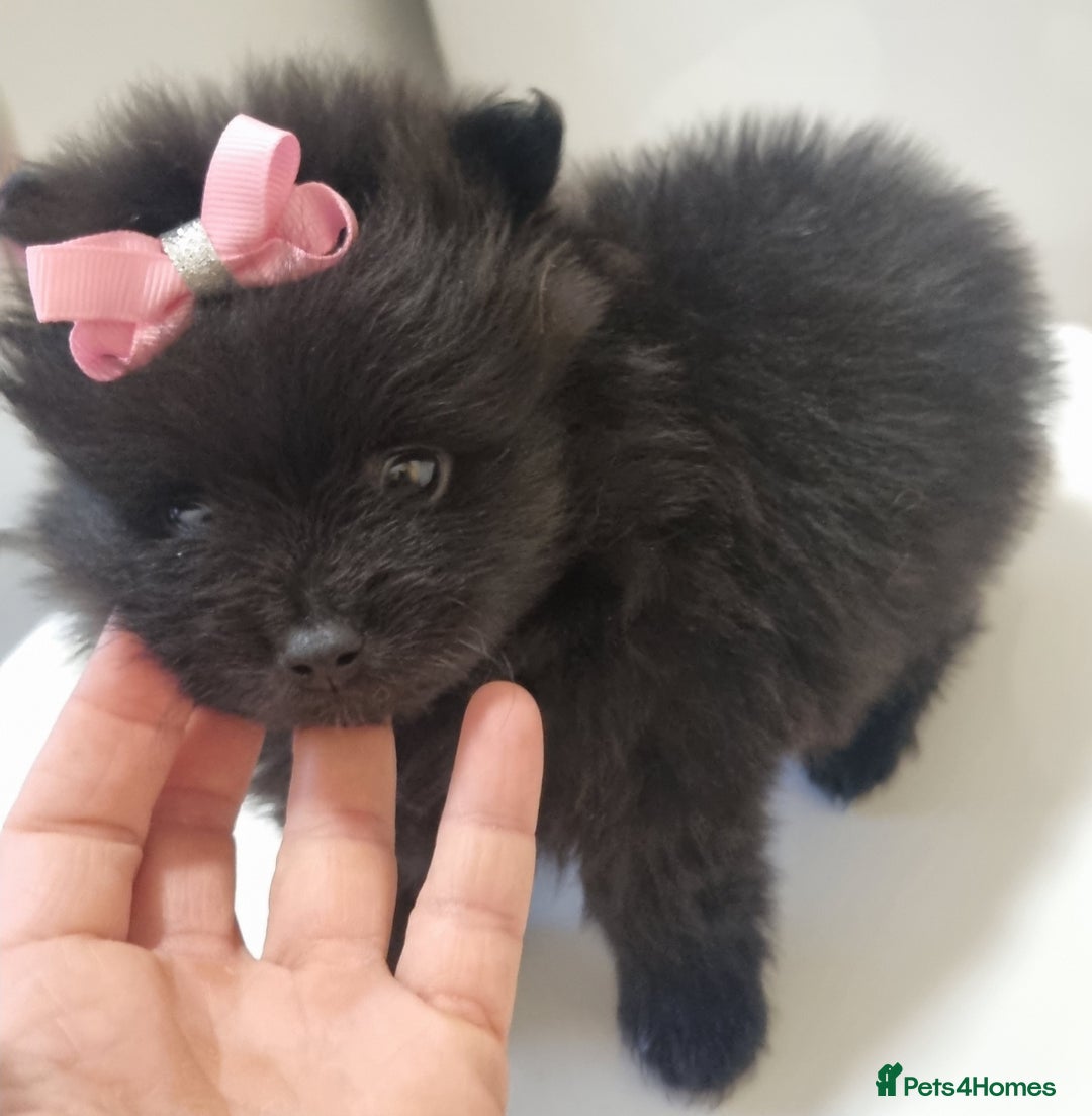 Pomeranian dogs for sale: Beautiful litter xxsmall teddy bear poms  - Image 24