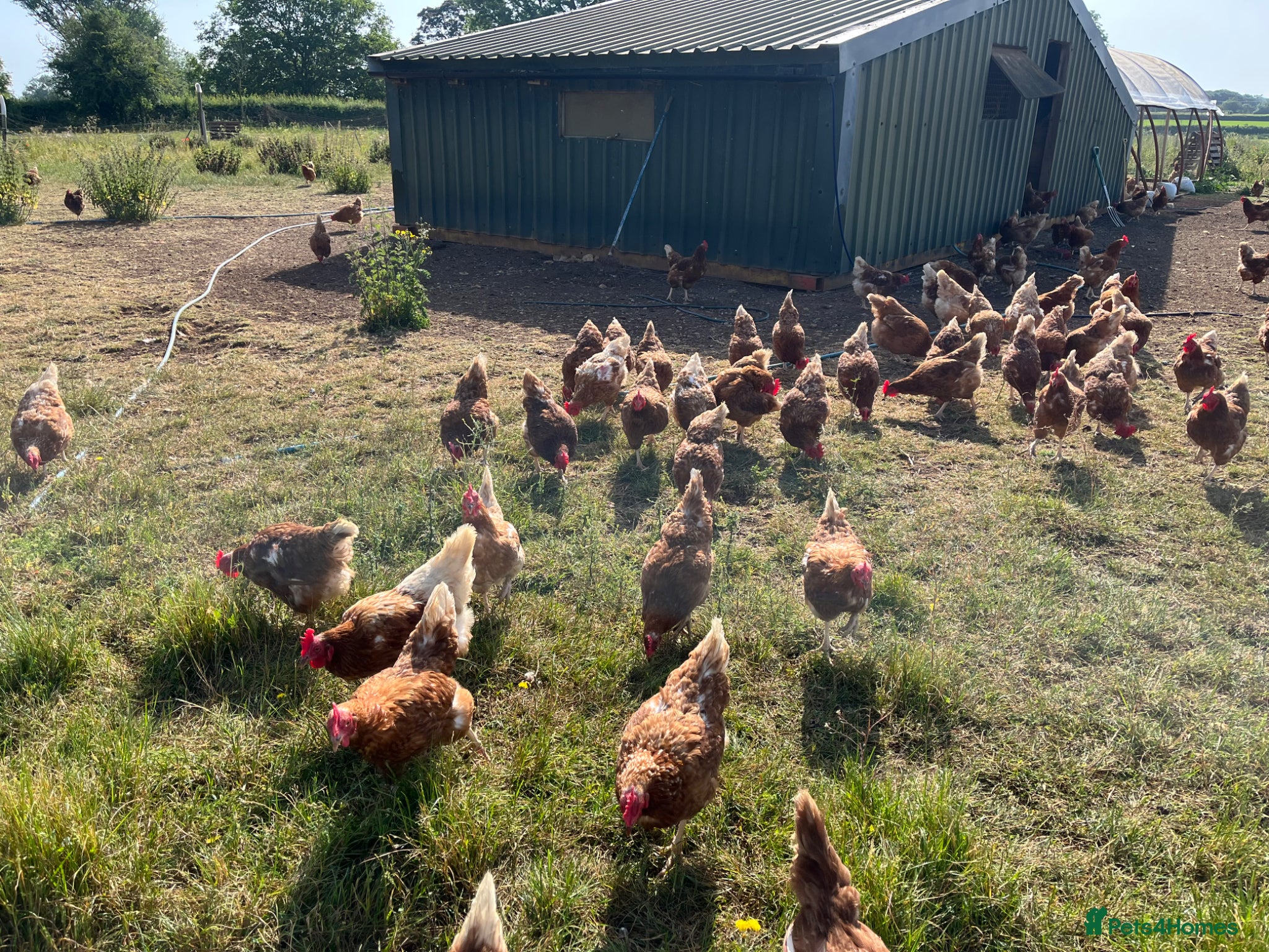 Chickens poultry Organic Hy-line hens/chickens for sale - Advert 8