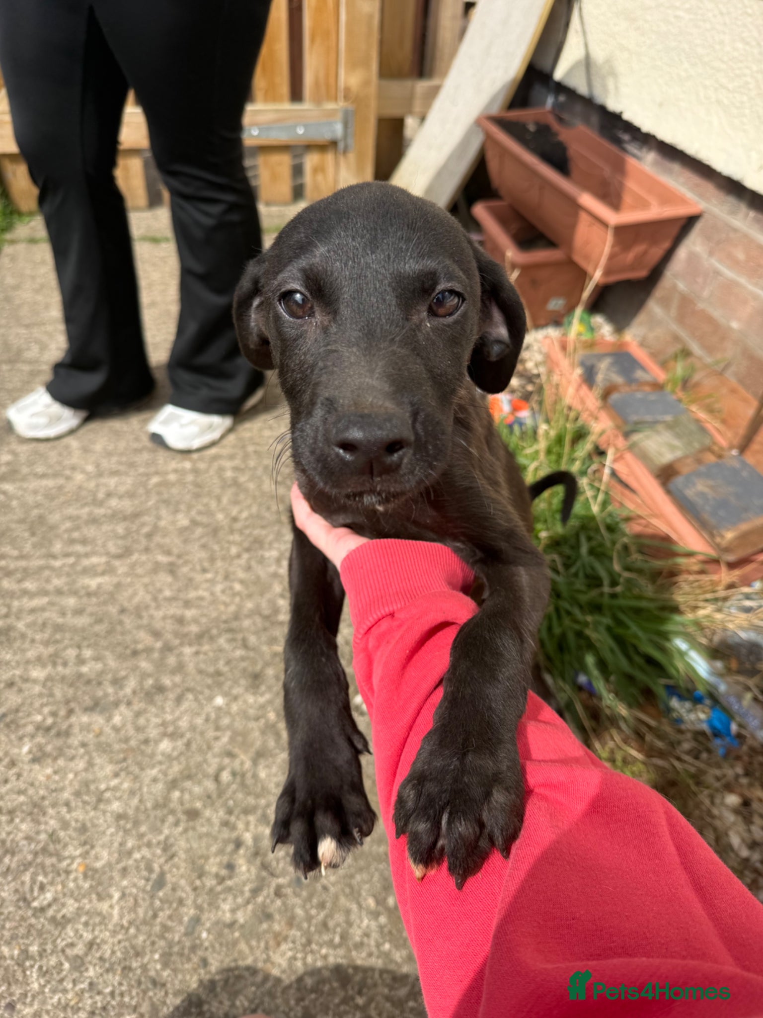 Mixed Breed dogs Lab x greyhound - Advert 2