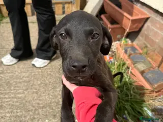 Mixed Breed dogs Lab x greyhound - Advert 2