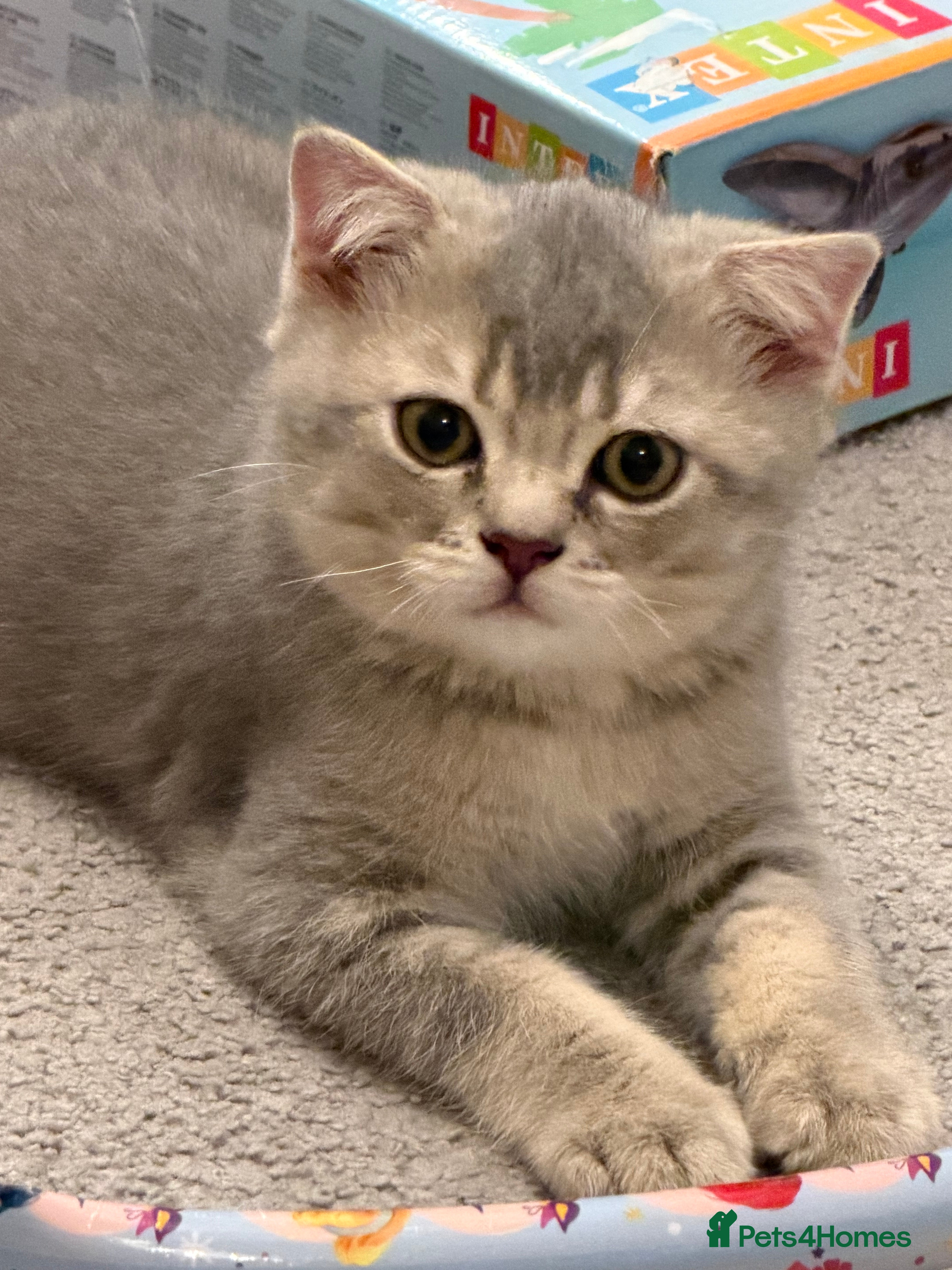 Scottish Fold cats TICA registered full pedigree Kittens - Advert 2