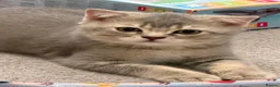Scottish Fold cats for sale: TICA registered full pedigree Kittens - Advert 9