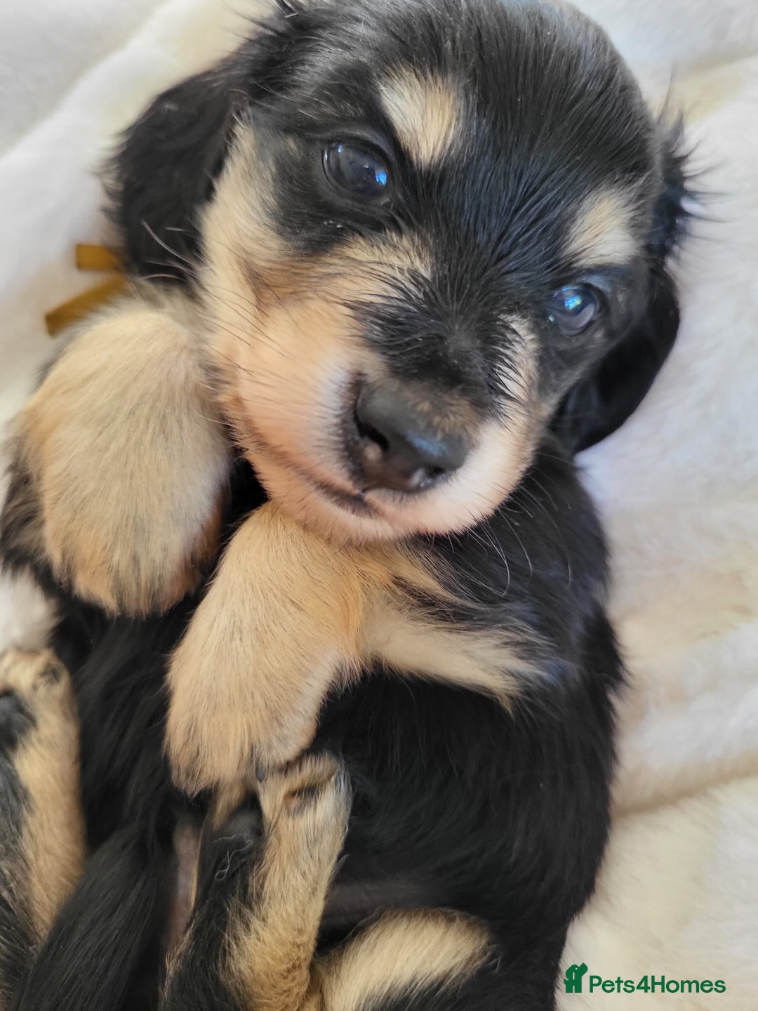 Miniature Dachshund dogs for sale: KC Black and Cream  long haired  - Image 7