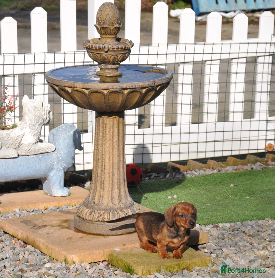 Miniature Dachshund dogs for sale: Kennel Club Mini Smooth Dachshund Puppy Girls - Advert 10