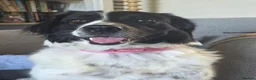 Mixed Breed dogs for sale: Large, loving girl looking for her forever home.  - Advert 3
